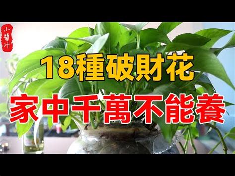 前陽台 招財植物|前陽台風水植物必學指南：招財旺運，提升居家好運氣！